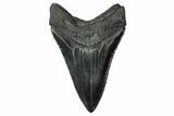 Serrated, Fossil Megalodon Tooth - South Carolina #340145-1